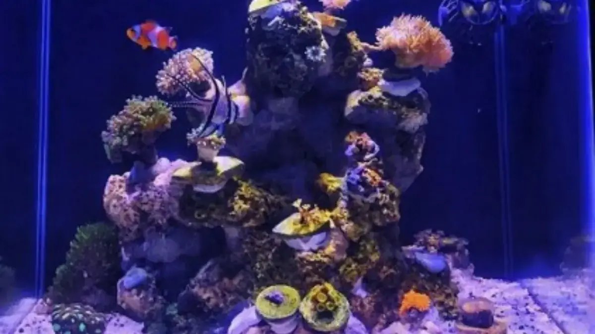 Sangat Bermanfaat, 4 Manfaat Memelihara Ikan Hias Laut Selain Karena Hobi 