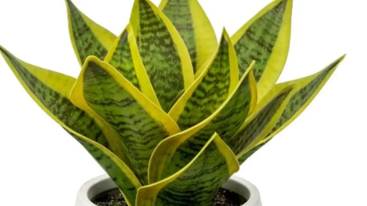 Mudah Dirawat, 10 Rekomendasi Tanaman Hias Yang kaya Manfaat Juga Mempercantik Rumah Mudah Dirawat, 10 Rekomendasi Tanaman Hias Yang kaya Manfaat Juga Mempercantik Rumah