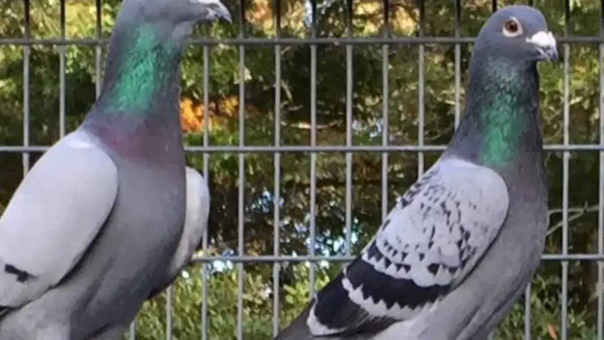 Mengantar Hingga Jarak yang Sangat Jauh, Bagaimana Melatih Burung Merpati Pos untuk Mengantar Surat 