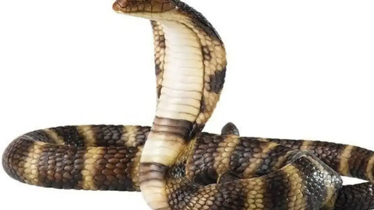 Rumah Kamu Kemasukan Ular, Cara Mengusir Ular di Sekitar Kita Dengan Bahan Alami Rumah Kamu Kemasukan Ular, Cara Mengusir Ular di Sekitar Kita Dengan Bahan Alami