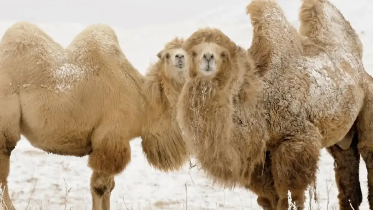 5 Fakta Menarik Unta Liar, Unta Penghuni Lokasi Uji Coba Nuklir 