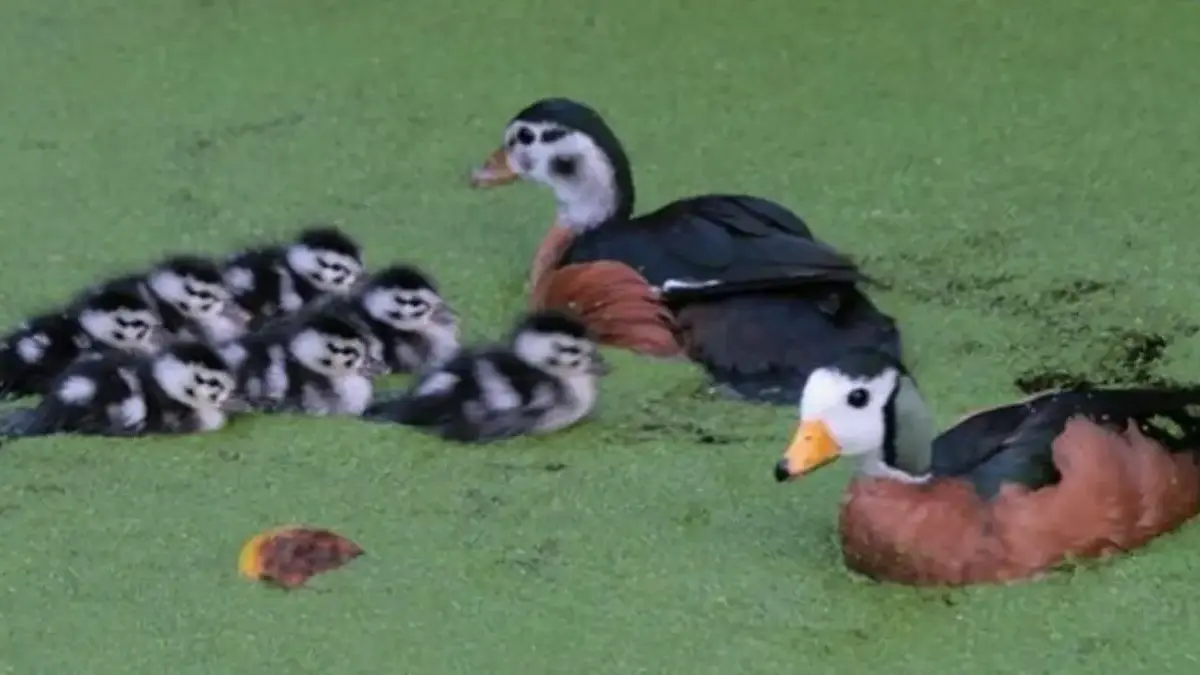 Sangat Unik, 5 Fakta Unik Angsa Kerdil Afrika, Unggas Liar yang Sangat Unik 