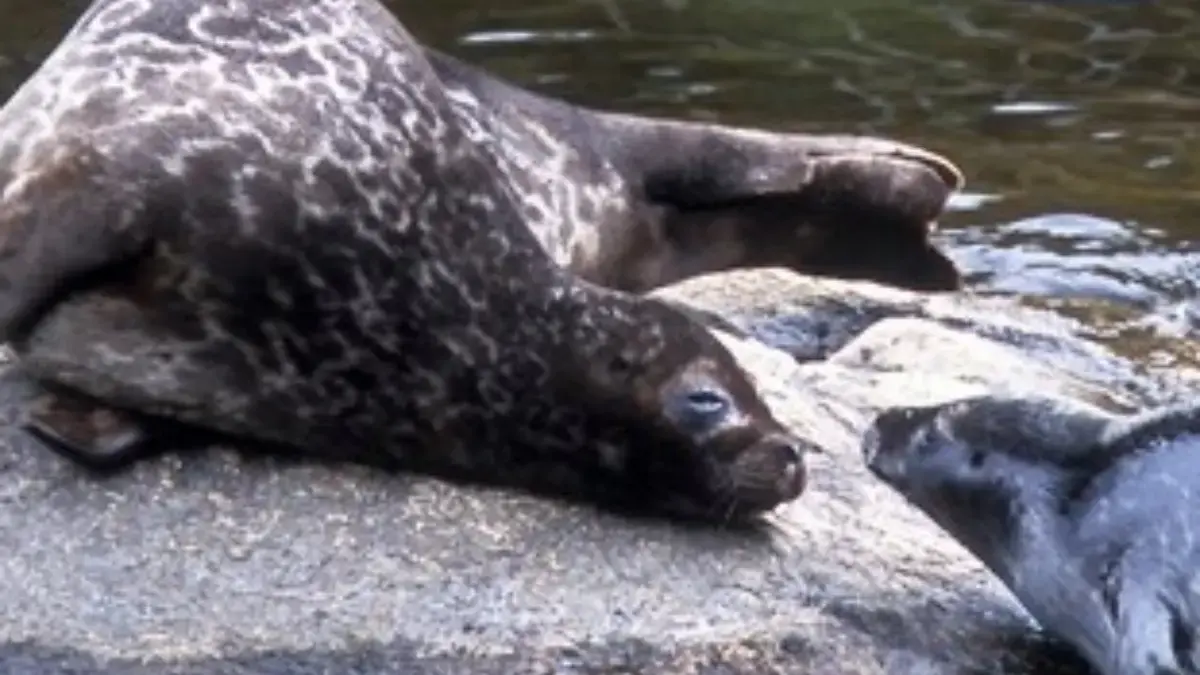 5 Fakta Tentang Anjing Laut Cincin Saimaa, Anjing Laut yang Tinggal di Danau 