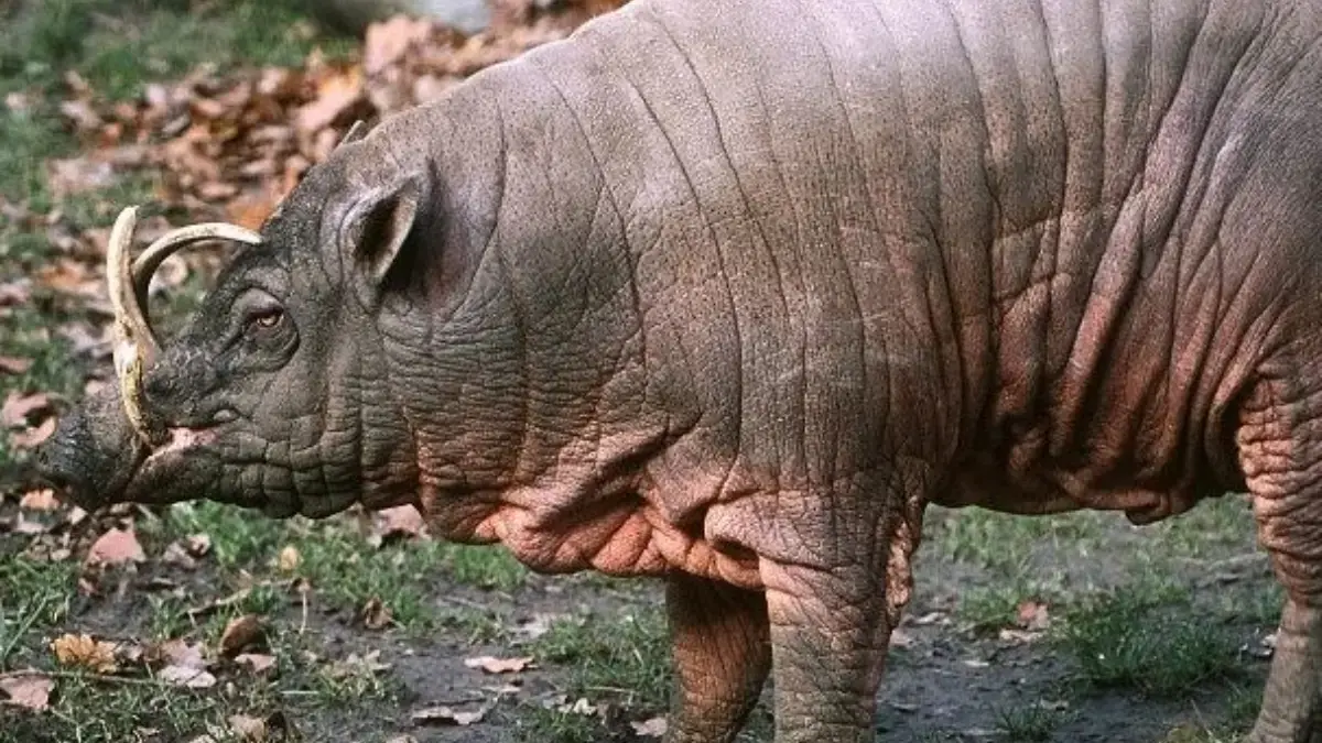 6 Fakta Menarik Babi Rusa, Babi yang Memiliki Gading Ke Atas 