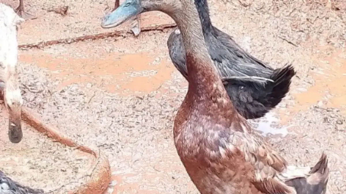 5 Fakta Tentang Bebek, Yang Mungkin Belum Kamu Ketahui, Bukan Sekedar Hewan Ternak Saja 