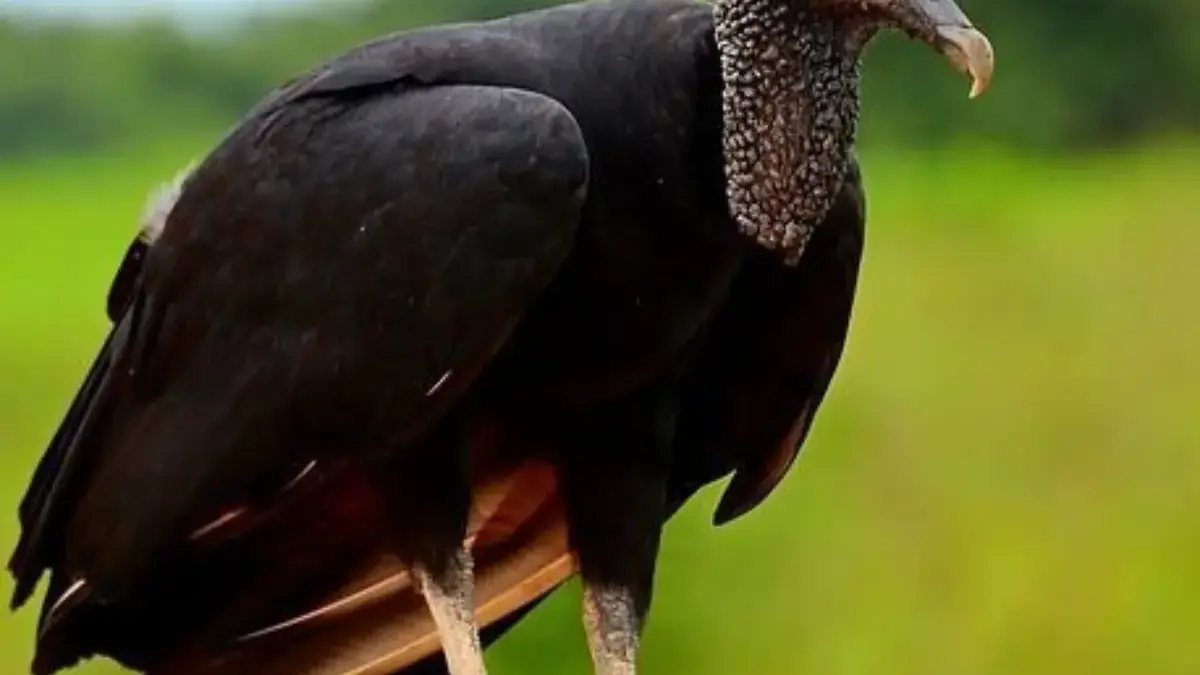 Terancam, 5 Jenis Burung Bangkai yang Hampir Punah 