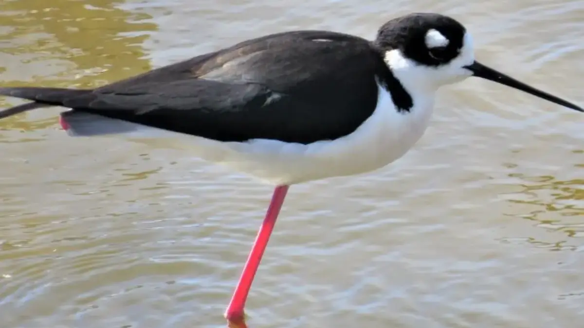 Selain Burung Flamingo, 5 Burung yang Bisa Berdiri dengan Satu Kaki 