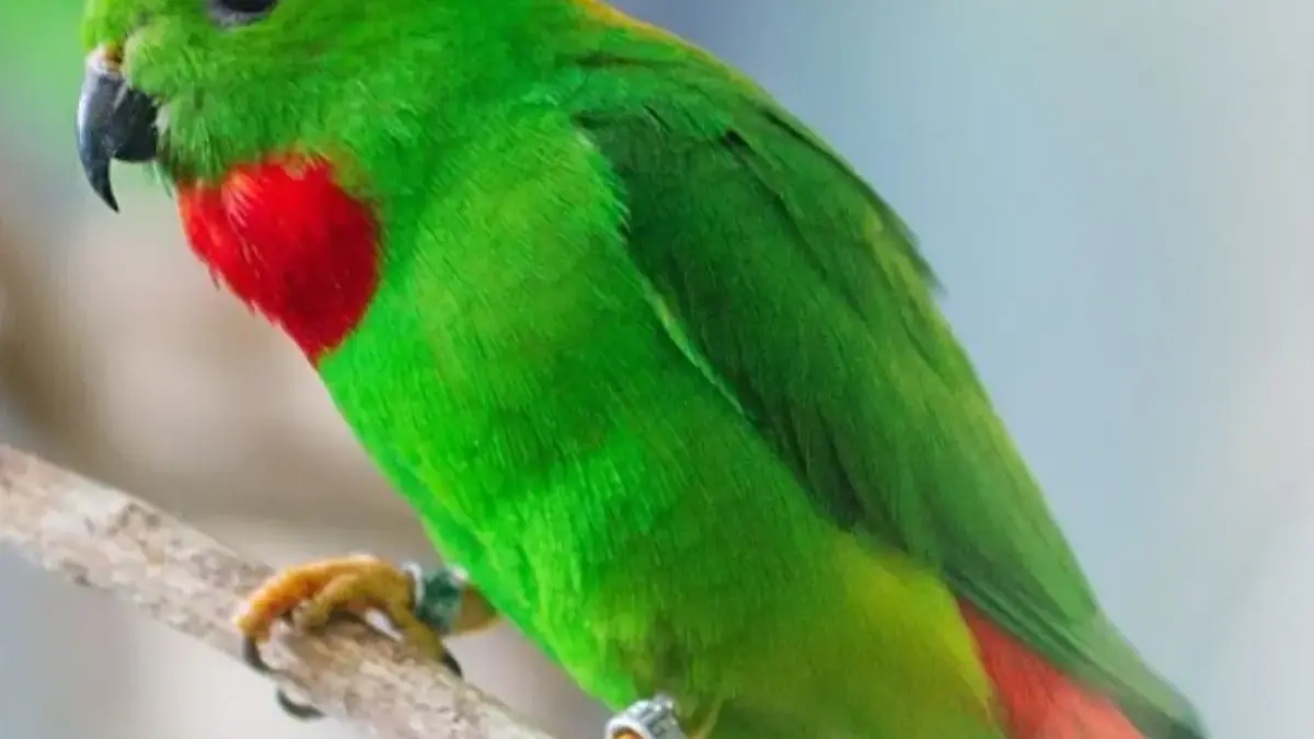 Ingin Punya Burung Serindit Gacor, 4 Makanan Burung Serindit yang Bikin Gacor 