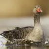 5 Fakta Unik Angsa Greylag, Spesies Angsa yang Dapat Berumur panjang 