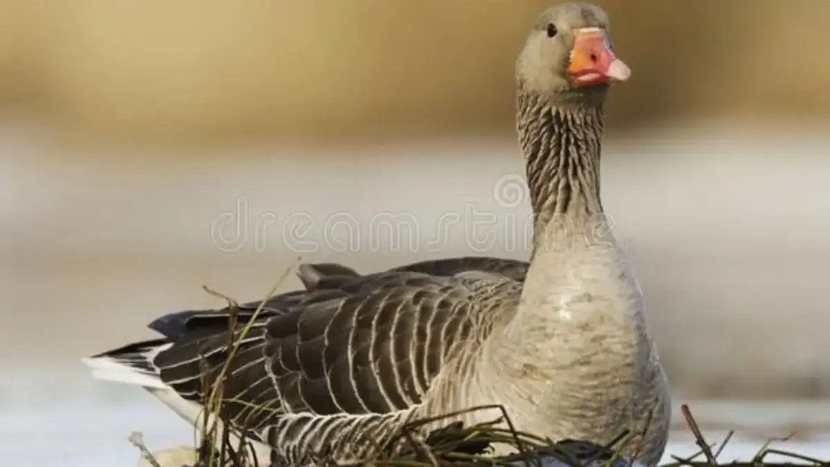 5 Fakta Unik Angsa Greylag, Spesies Angsa yang Dapat Berumur panjang 