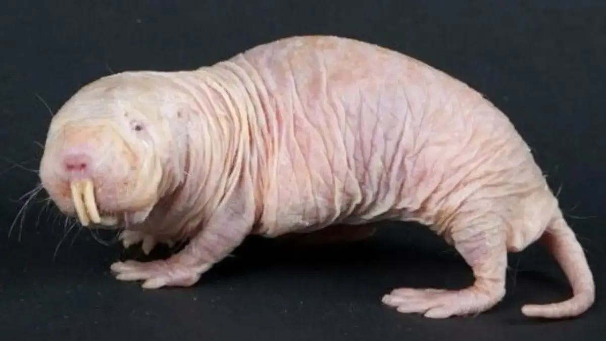 5 Hewan Yang Tahan Terhadap Kanker, Ada Rahasia Yang Unik Dibaliknya Serta Jadi Bahan Penelitian 