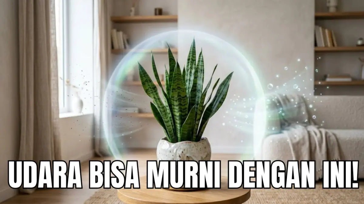 Tanaman Hias Pemurni Udara