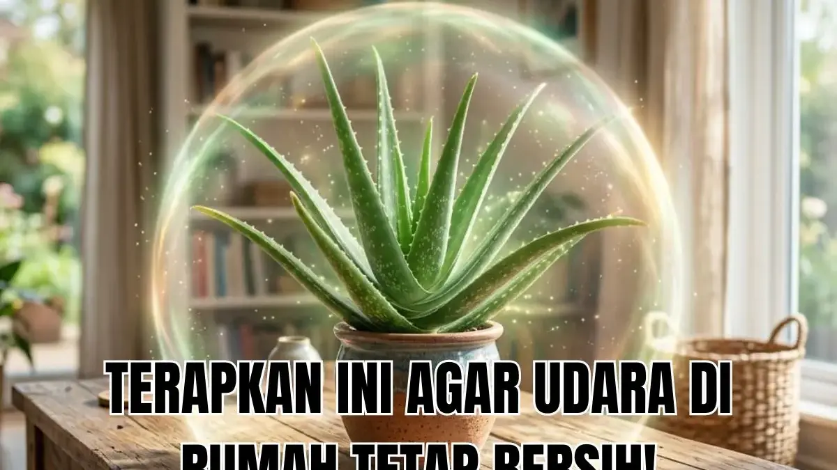 Terapkan Tips Merawat Tanaman Hias Pembersih Udara Ini Agar Kualitas Oksigen di Rumah Jadi Sehat! Ilustrasi Tanaman Hias Pembersih Udara