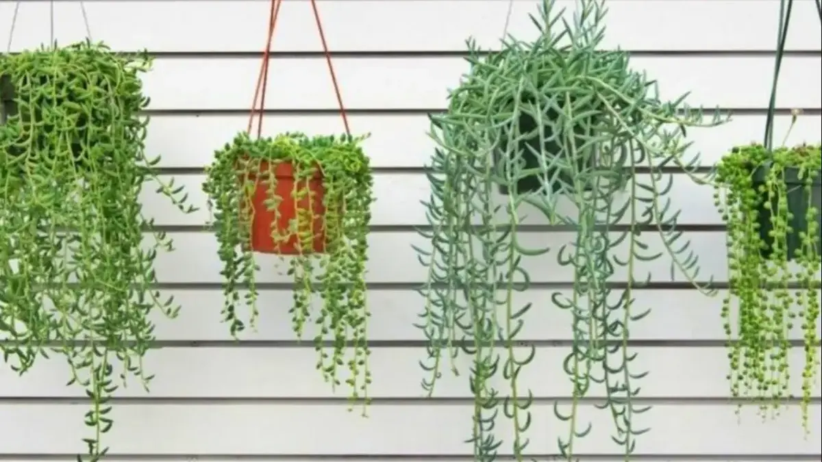 tanaman penghasil oksigen