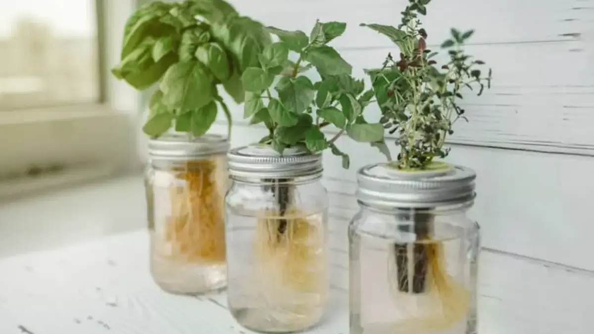 tanaman hias hidroponik untuk rumah minimalis