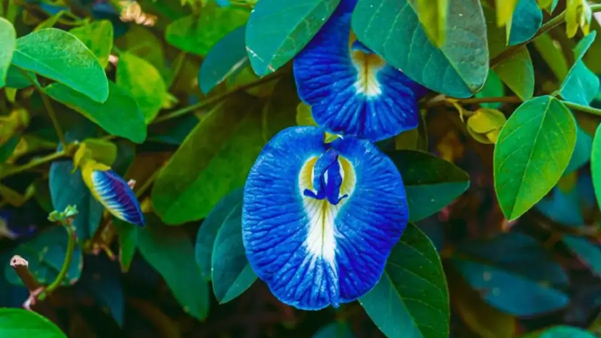 tanaman hias merambat bikin teduh