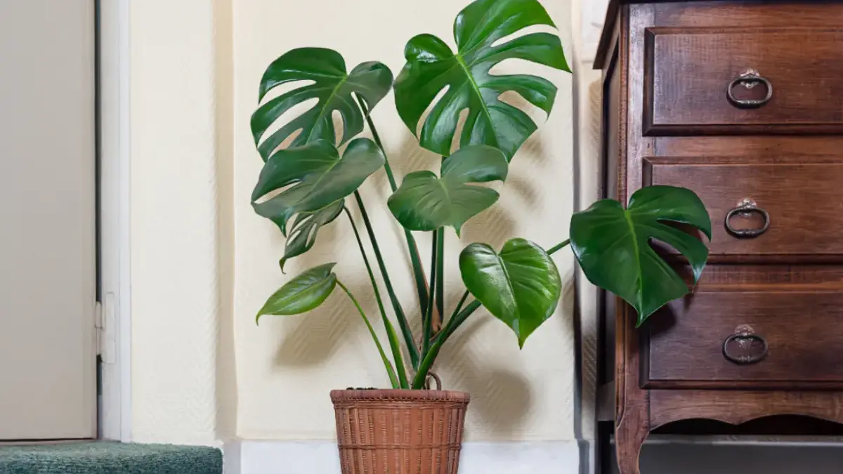 tanaman hias untuk di ruang tamu