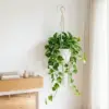 Inspirasi Tanaman Gantung yang Cocok untuk Rumah Minimalis Berlahan Terbatas