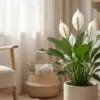 Pecinta Tanaman Pemula? Coba 5 Jenis Tanaman Indoor Minimalis yang Tangguh Ini