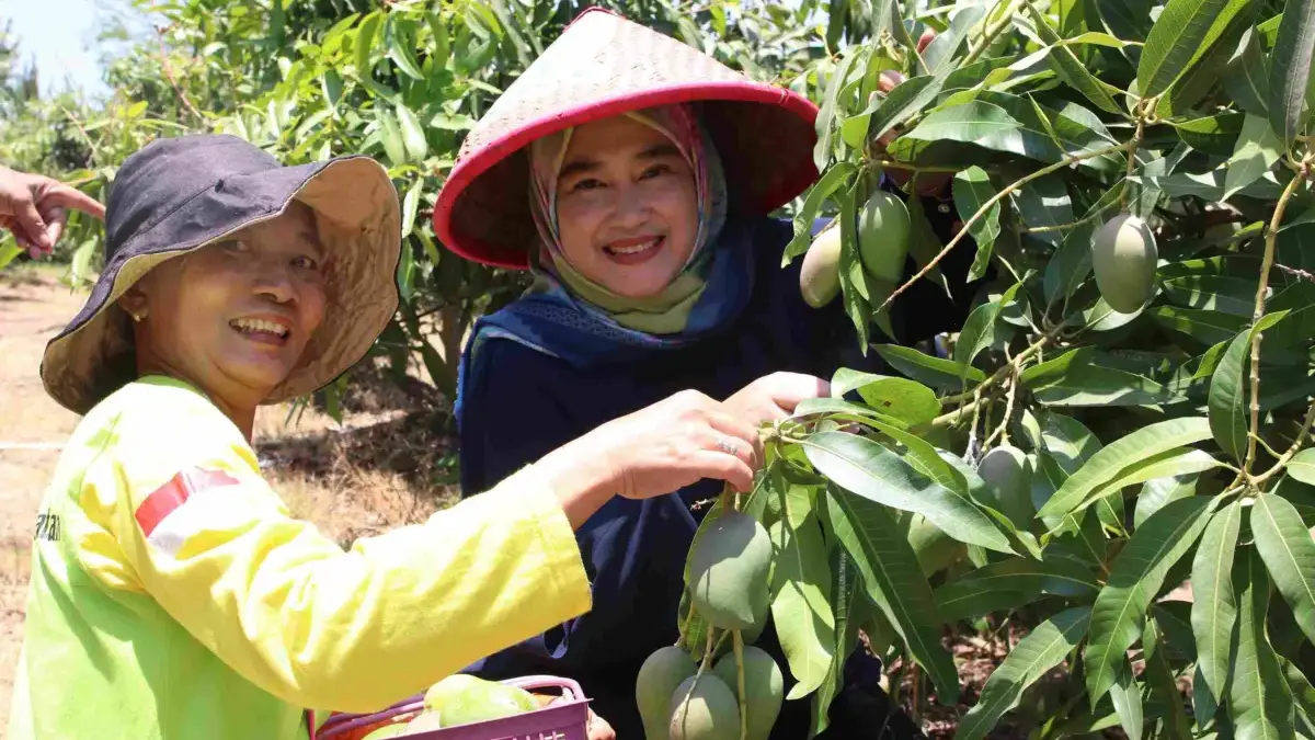 Siti Farida Panen Mangga bersama Poktan Hortipark Agrigardina Pemkot Cirebon